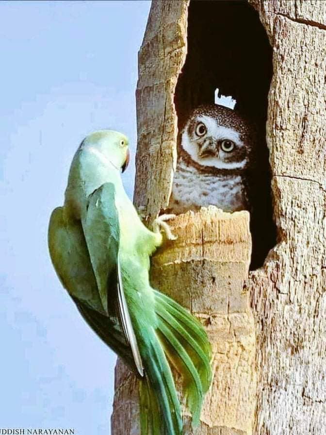 उल्लू बोला मिठू से