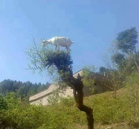 झाड़ पर चढ़ा करता है आदमी