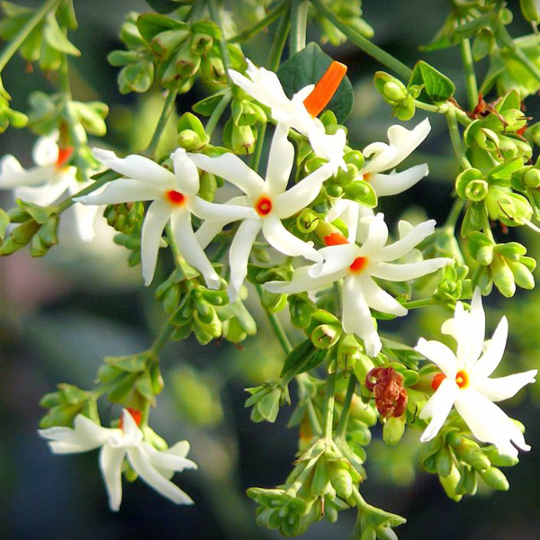 आपको चाहिए क्या पारिजात वृक्ष