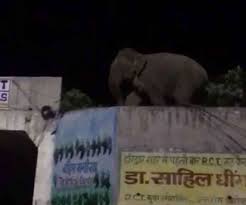 जब नर या कुंजर कहा गया