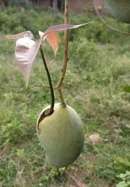 जिजीविषा
